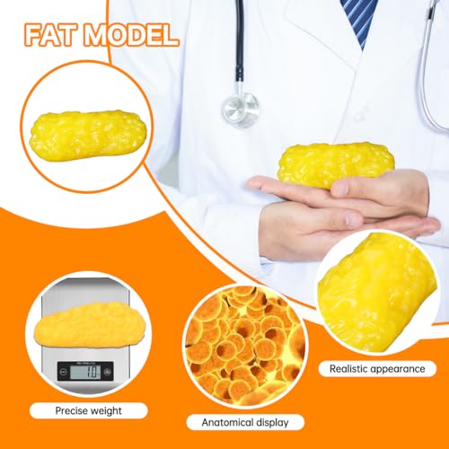 1lb Human Fat Muscle Replica with Base,Anatomic Model for Gym & Med Train