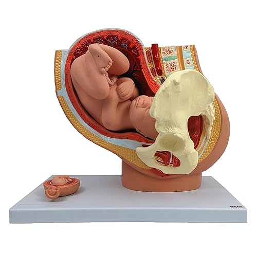 Axis Scientific Anatomy Model of Pregnancy Pelvis