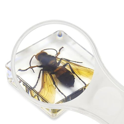 Insect Specimen Set, Bugs Collection Scientific Education Gift for Kids Aged 3-8-12 (Cicada, Wasp, Spider, Scorpion, Locust, Chafer) - style: Cicada, Wasp, Spider, Scorpion, Locust, Chafer