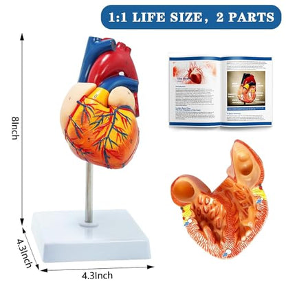 Human Anatomy Body Model Kit, Sets of 4 Human Heart Brain Torso and Skeleton Models Removable Parts with Anatomical Guide Booklet 3D Model Study for Kids Medical Student Educational Demonstration