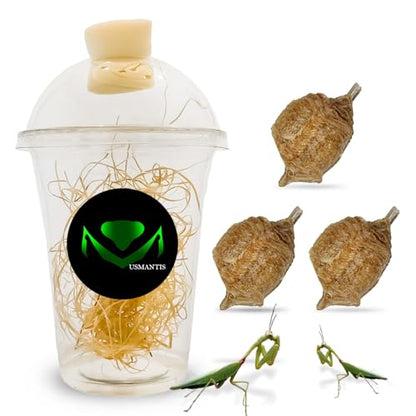Praying Mantis Ootheca Egg Case with Hatching Habitat Cup (Three Egg Case) - size: Pack of 3