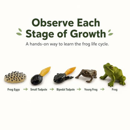 Montessori Life Cycle Animal Figures with Flash Cards, Lifelike Animal Growth Cycle Biological Model Set (Frog) - style: Frog