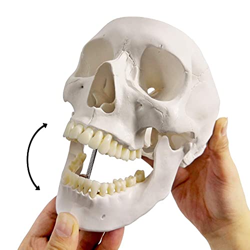 Human Adult Skull Anatomical Model, 3 Part, Life Size 9" Height