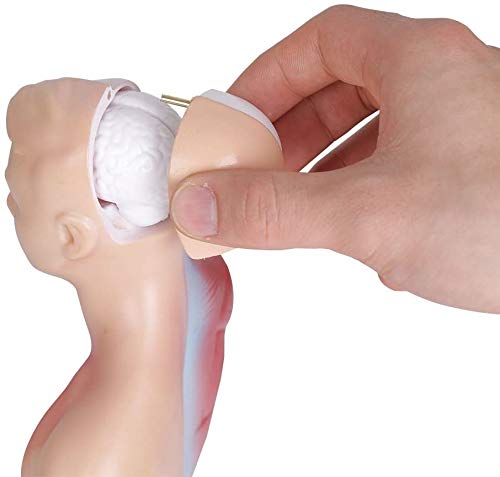Human Torso Anatomy Model – Removable Organs, Heart, Brain, Lungs – Medical Educational Tool for Students, Teachers, Healthcare Professionals