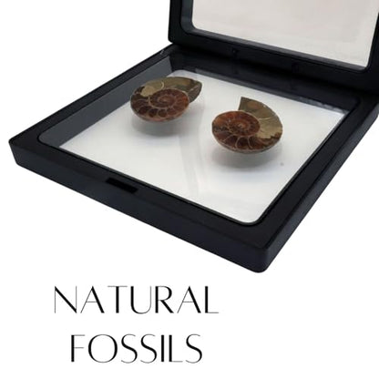 Authentic Ammonite Fossils with Collection Box & Magnifier, 2 pcs, Diameter 2-3cm - color: Ammonite