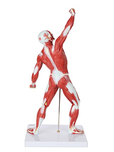 Axis Scientific 20" Miniature Human Muscular Figure