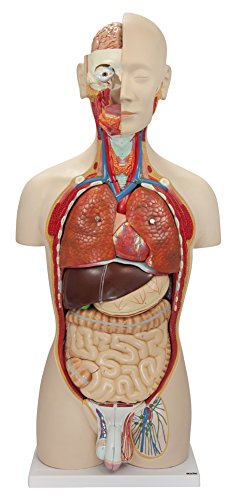 Axis Scientific Deluxe Dual-Sex Human Torso Anatomy Model