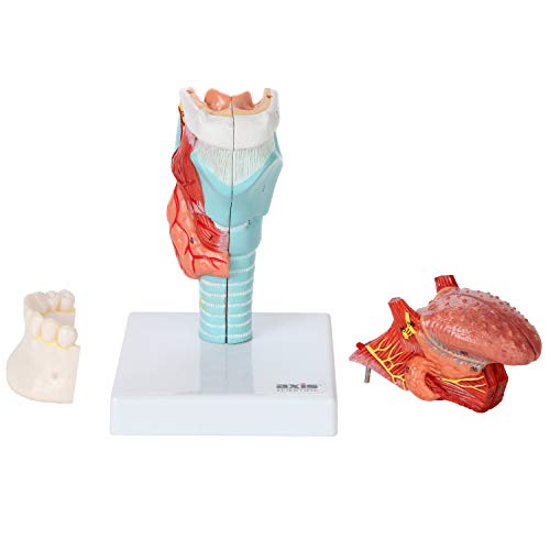 Axis Scientific 5 Part Larynx and Tongue Anatomical Model