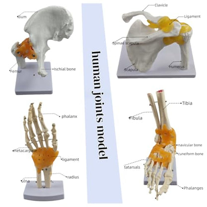 6-Piece Joint Models Set - Life-Size Human Joints Model with Ligaments, Anatomy Models for Shoulder, Knee, Hip, Elbow, Hand and Foot, Ideal for Medical Teaching, Lab Training and Patient Communication