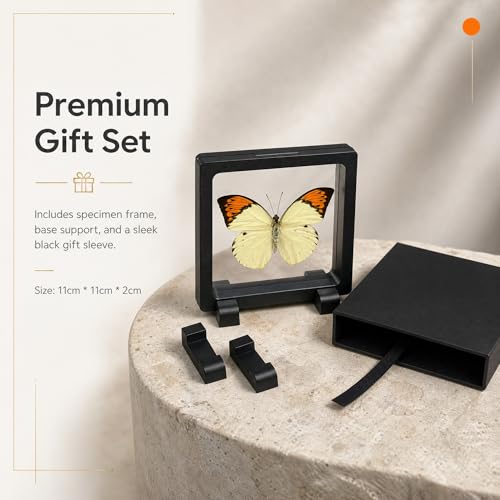 1pc Real Butterfly Specimen PE Film Suspension Box Double Sided Transparent Display Case for Bookshelf Ornament Gift (Papilio Paris) - color: Papilio Paris