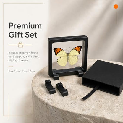 1pc Real Butterfly Specimen PE Film Suspension Box Double Sided Transparent Display Case for Bookshelf Ornament Gift (Papilio Paris) - color: Papilio Paris