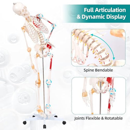 70.8" Bendable Spine Skeleton Anatomy Model, Muscle Insertion & Ligaments - color: Red+White, size: 70.8"H-Bend