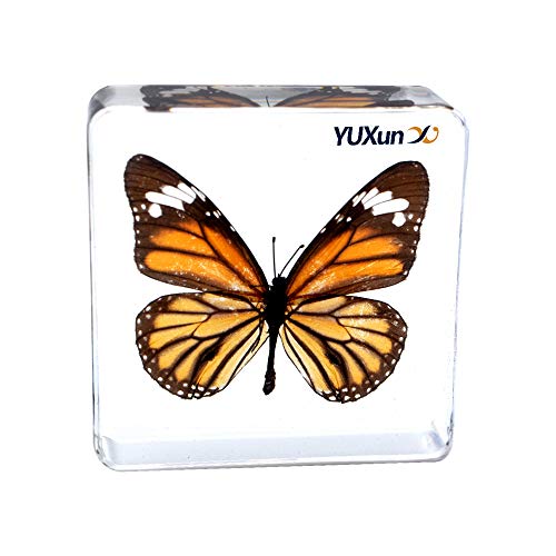 Real Insect Butterfly Specimen Paperweight Animal Taxidermy Collection Display Sciecne Classroom Specimen for Science Education (Butterfly 4) - color: Butterfly 4