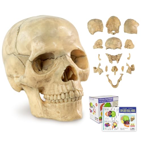Mini Human Skull Model - 15-Part Half-Size - style: Original-Color