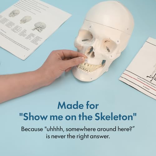 Axis Scientific Classic Human Skeleton with Study, Numbering Guide