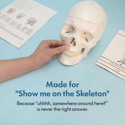 Axis Scientific Classic Human Skeleton with Study, Numbering Guide