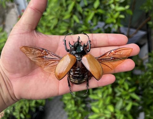 Real Five Horned Rhinoceros Beetle Unmounted Taxidermy Specimen BO68-UPCANH - color: 1 Beetle #68 Unspred Wings