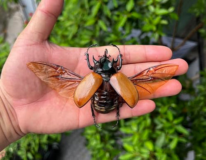 Real Five Horned Rhinoceros Beetle Unmounted Taxidermy Specimen BO68-UPCANH - color: 1 Beetle #68 Unspred Wings