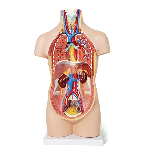 NEW HORIZON 20" Removable 12 Parts Human Torso Model,Showing Section of Brain,Neck Dissected Exposes Muscular Neural,Vascular and Glandular Structure,Anatomy Model for Medical,Educational apparatus