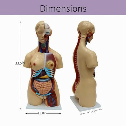 Anatomical Human Torso Body Model with 23 Removable Organs Parts 33.5in Life Size with Heart Head Skull Brain Skeleton Model for Teaching