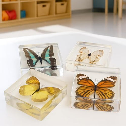 Educational Encased Butterfly Specimen Set – 4 Real Butterflies in Resin with ID Cards for Classroom Science, Nature Study, Entomology (Ages 6+) - style: Butterflies