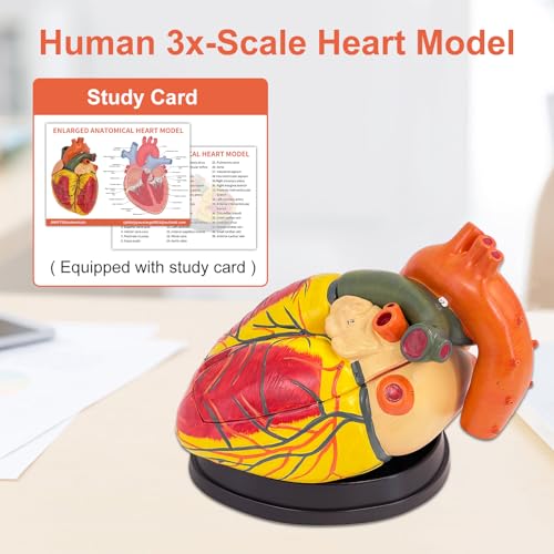 JNMFTD 3X Enlarged Anatomical Heart Model,3 Part Removable Human Heart Model with Ventricles Atria Valves Veins Artery Magnetic Assembly Colorful Number Guide for Science Classroom Cardiology Study - size: 16"L x 5"W