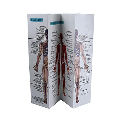 kaitnax Human Anatomical Poster Set Anatomy Study Cube Medical Student Learning Tool Anatomy Chart Set, 9 Parts Heart, Muscular, Skeletal, Digestive, Circulatory etc. Gift Package 3.9"X3.9"