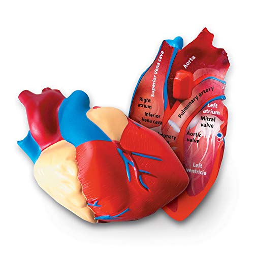 Learning Resources Cross-Section Human Heart Model