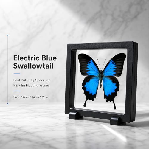 1pc Real Butterfly Specimen PE Film Suspension Box Butterfly Taxidermy Shadow Box Unique Holiday Present for Children (Papilio Ulysses) - color: Papilio Ulysses