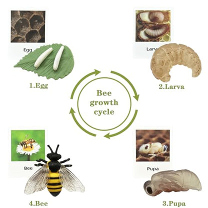 Mbrain 4pcs Bee Growth Cycle with Flash Cards,Life Cycle Learning & Education Toys,Montessori Toys,Gift for Girl & Boy for 3 4 5 6 7 Year Old (Bee) - color: Bee