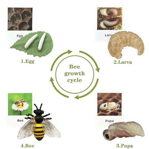 Mbrain 4pcs Bee Growth Cycle with Flash Cards,Life Cycle Learning & Education Toys,Montessori Toys,Gift for Girl & Boy for 3 4 5 6 7 Year Old (Bee) - color: Bee