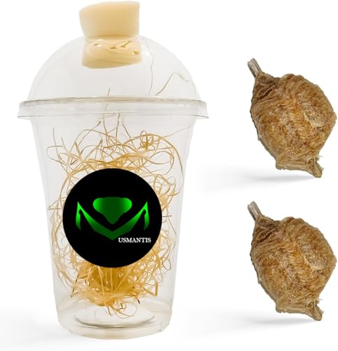 Praying Mantis Ootheca Egg Case with Hatching Habitat Bag (2 Egg Case) - size: Pack of 2
