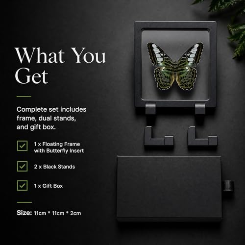 1pc Real Butterfly Specimen PE Film Suspension Box Elegant Black Frame Keepsake for Nature Lovers Scientific Specimen Display (Parthenos Sylvia Butterfly) - color: Parthenos Sylvia Butterfly