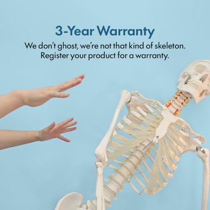 Axis Scientific Classic Human Skeleton with Study, Numbering Guide