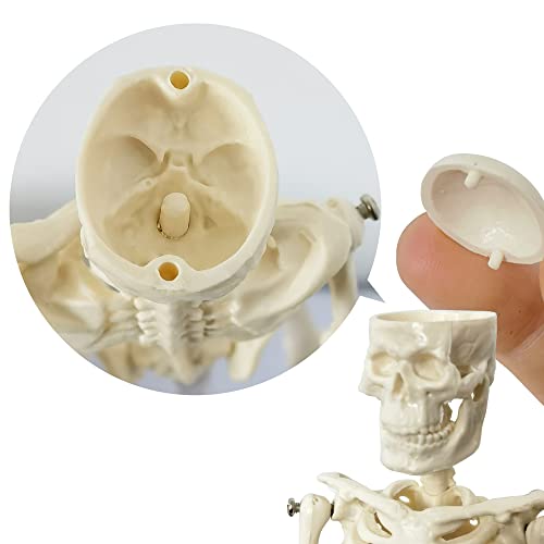21cm Human Skeleton Model Skeleton Human Model Adult Small Skeleton Teaching Model Spine Whole Body