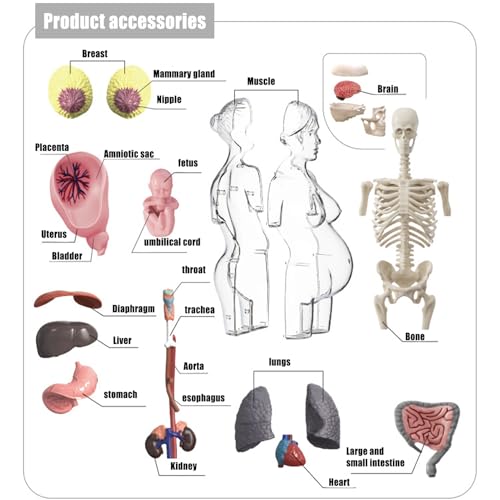 Human Body Model for Kids | Pregnancy Skeleton Model Toy | Anatomical Assembly Educational Toys for Children Classroom Students Learning Enthusiasts Preschool