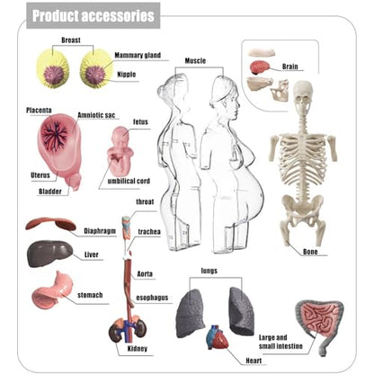 Human Body Model for Kids | Pregnancy Skeleton Model Toy | Anatomical Assembly Educational Toys for Children Classroom Students Learning Enthusiasts Preschool