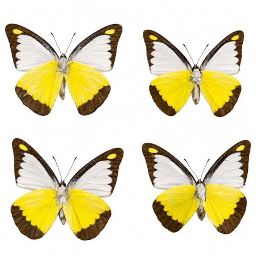 4 Real Chocolate Albatross Butterfly Specimens Unmounted BUOM129X4 - color: 4 Butterfly #129