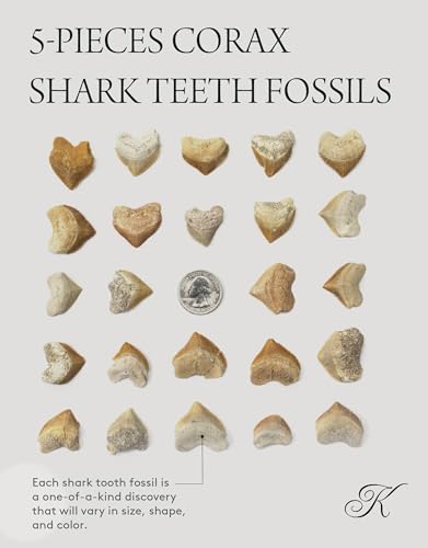 KALIFANO Authentic Fossilized Prehistoric Corax Shark Teeth (5 Pack) from Morocco - Shark Tooth for Fossil Collections and Education Purposes (Information Card Included)