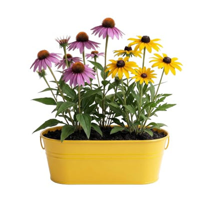 Buzzy Seeds Coneflower & Black-Eyed Susan Grow Kit, Metal Planter