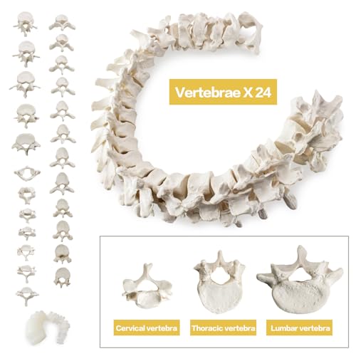 Life-Size 67" Unarticulated Human Skeleton Model