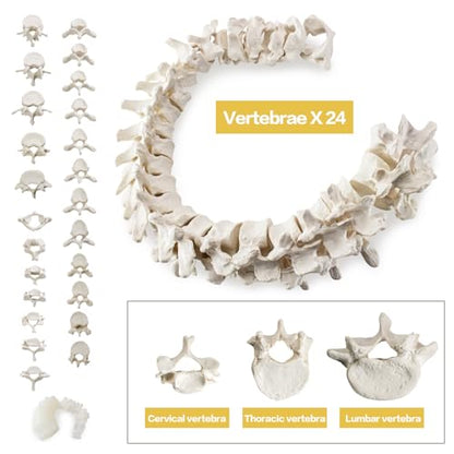 Life-Size 67" Unarticulated Human Skeleton Model