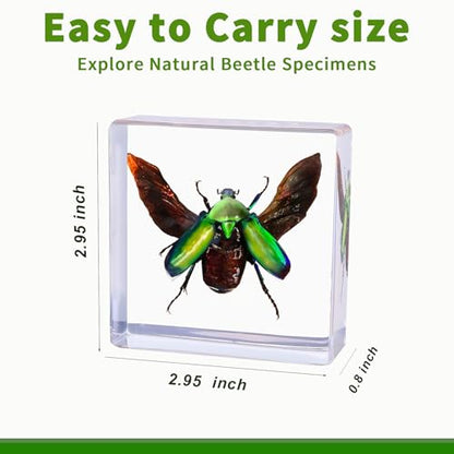 Real Insect Specimen, Taxidermy Beetle Specimen in Resin Display - color: Beetle Specimen