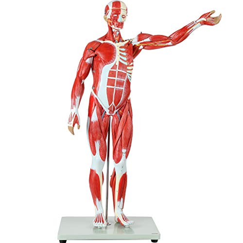 Axis Scientific Human Muscle and Organ Model, 27-Part Half Life-Size Muscular Figure With Removable Organs and Muscle Anatomy, Includes Detailed Full Color Product Manual and Worry Free Warranty