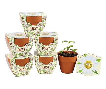 BUZZY Seeds Daisy Daydream Grow Kit 6-Pack, Mini Terracotta Pots, Indoor