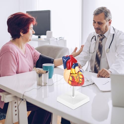 QWORK Life Size Human Heart Model, Anatomically Accurate 2-Part Model with Detachable Wall, Fixed with Hidden Magnets