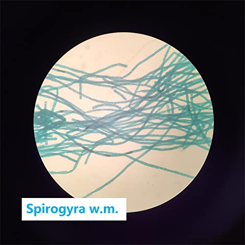 Prepared Microscope Slides Set for Apologia Biology, Pack of 16pcs Specimens Specifically for Biology Course (Apologia Slides) - style: for Apologia Biology Microscope Slides