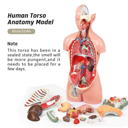 JNMFTD Human Torso Anatomy Model, 33.4" 17 Part Removable Life-Size Model with Heart Brain Visceral Organ Muscular Layers Bone Vessels Nerves Includes Product Manual for Medical Scientific Education - size: 35"L x 11"W