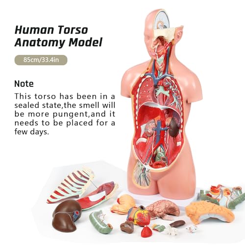 JNMFTD Human Torso Anatomy Model, 33.4" 17 Part Removable Life-Size Model with Heart Brain Visceral Organ Muscular Layers Bone Vessels Nerves Includes Product Manual for Medical Scientific Education - size: 35"L x 11"W