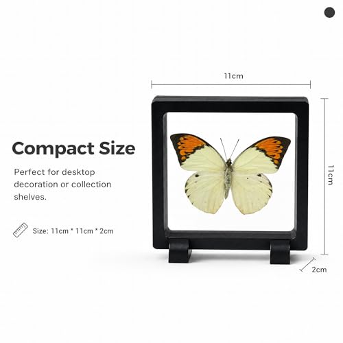 1pc Real Butterfly Specimen PE Film Suspension Box Double Sided Transparent Display Case for Bookshelf Ornament Gift (Papilio Paris) - color: Papilio Paris